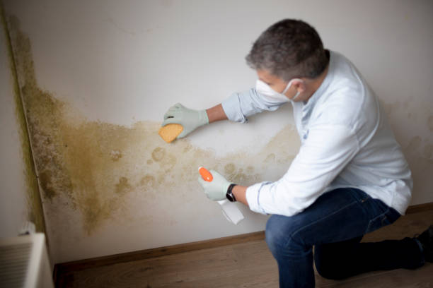 Best Commercial Mold Inspection  in USA